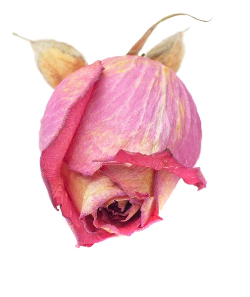 Suszone głowy róża — Zdjęcie stockowe