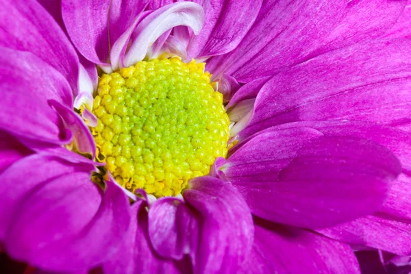 Фіолетовий хризантеми — стокове фото