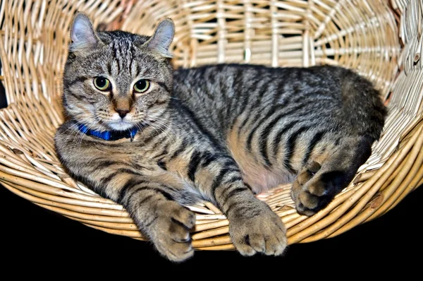 Katze im Weidenkorb — Stockfoto