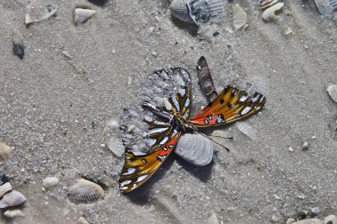 Butterfly in the Sand clipart