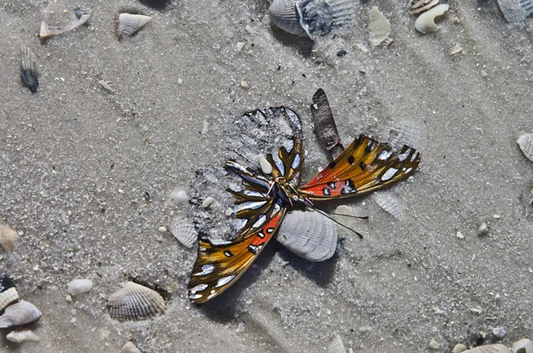Butterfly in the Sand — Stock Photo, Image