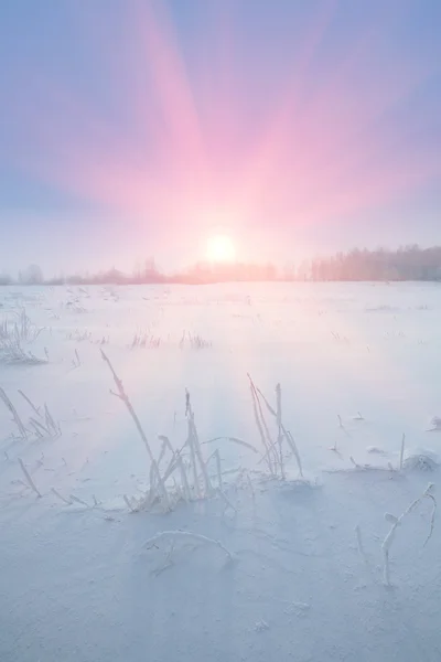 Vinter frost haze landskap — Stockfoto