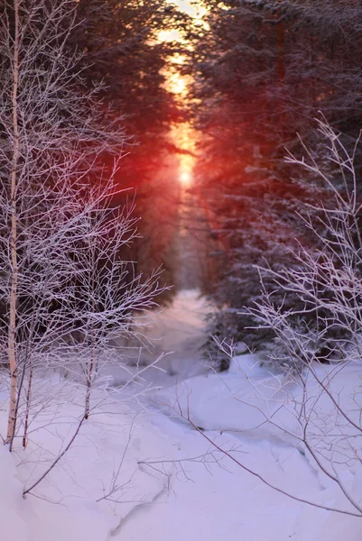 Winter sunrise — Stock Photo, Image