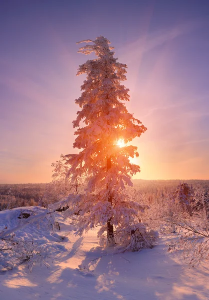 Vintern sunrise — Stockfoto