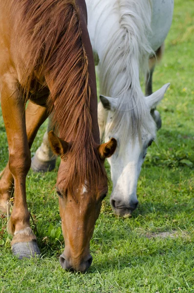 Дикі коні — стокове фото