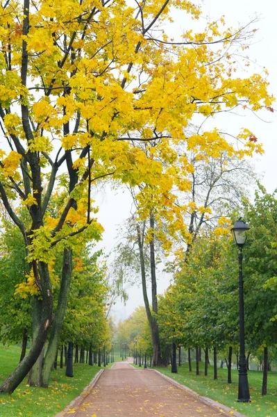 Autumn Alley Park, Moscow — Stock Photo, Image