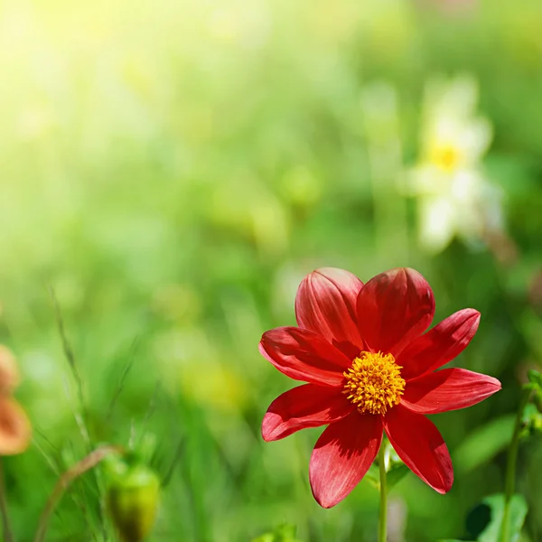 Flor roja a la luz del sol — Foto de Stock