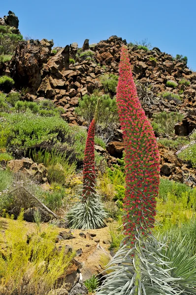 Teneryfa bugloss w park narodowy teide, Hiszpania — Zdjęcie stockowe