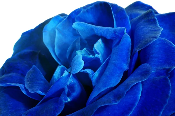 Rosa azul —  Fotos de Stock