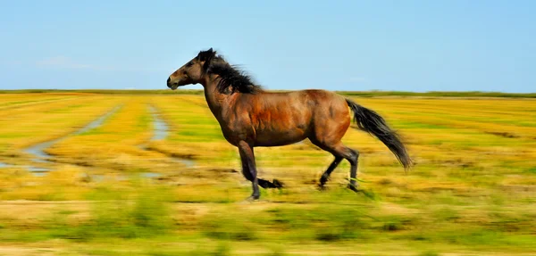 Horse galloping — Stock Photo, Image