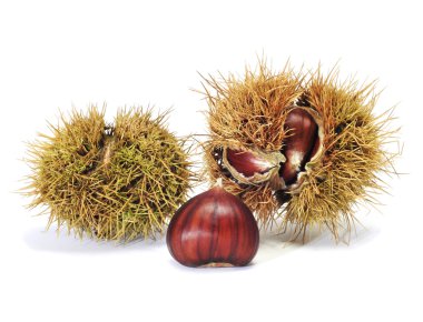 Chestnuts clipart