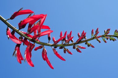 Erythrina clipart