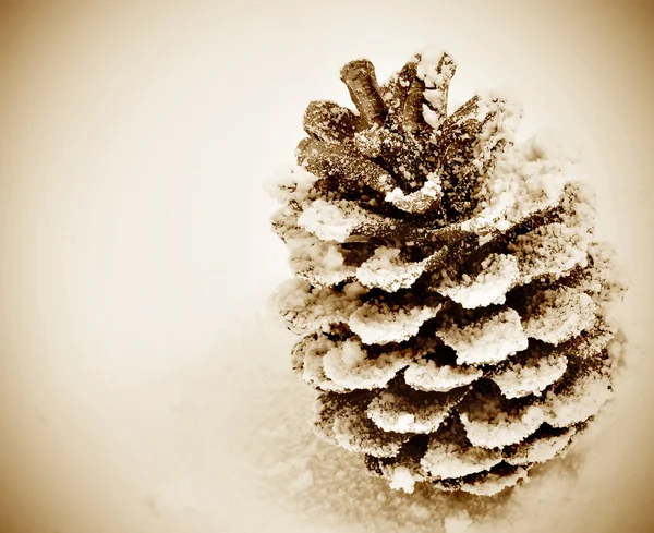 雪の上に松コーン — ストック写真