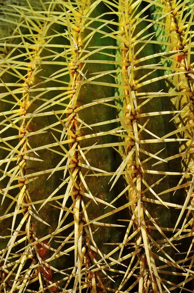 Echinocactus grusonii — Φωτογραφία Αρχείου