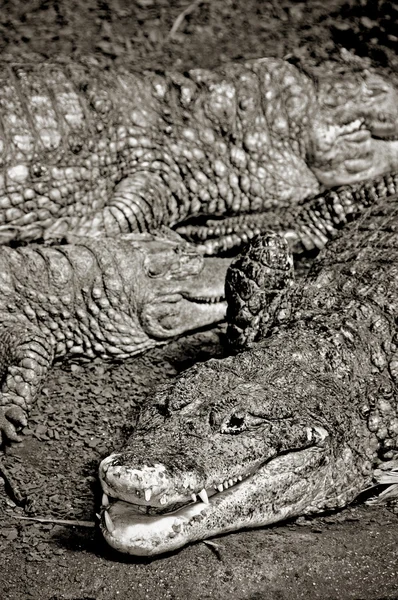 Alligatorer — Stockfoto