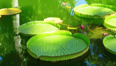 Victoria amazonica clipart