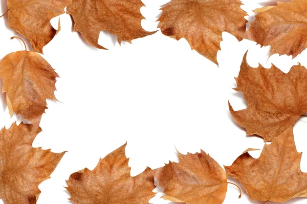 Marco de hojas de otoño — Foto de Stock