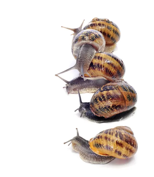 Land snails — Stock Photo, Image