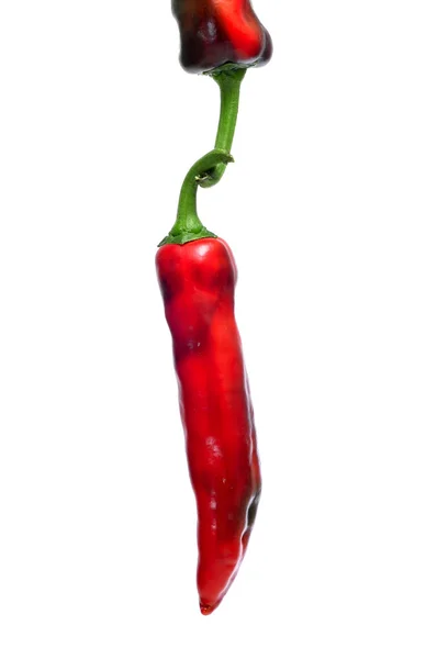 Vörös chili paprika — Stock Fotó