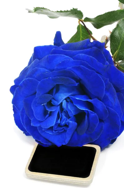 Синяя роза — стоковое фото