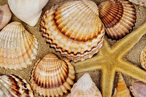 Seashell och hav — Stockfoto
