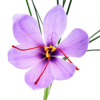 Saffron flower clipart