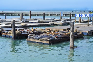 Kaliforniya deniz aslanları pier 39 üzerinde