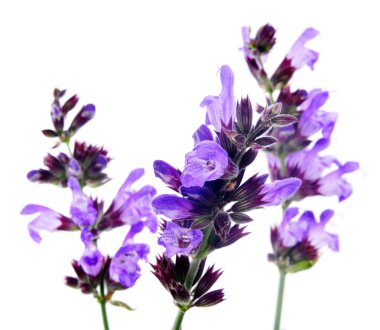 Salvia çiçekleri