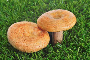 Rovellons, typical autumn mushroom of Spain clipart