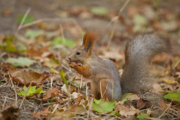 stock image Squirrel _