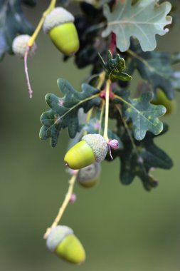 Acorns clipart