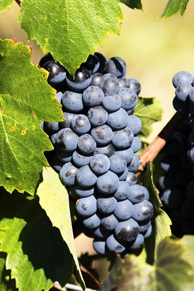 Зрілий виноград — стокове фото