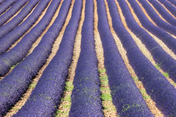 Provence Duch — Stock fotografie