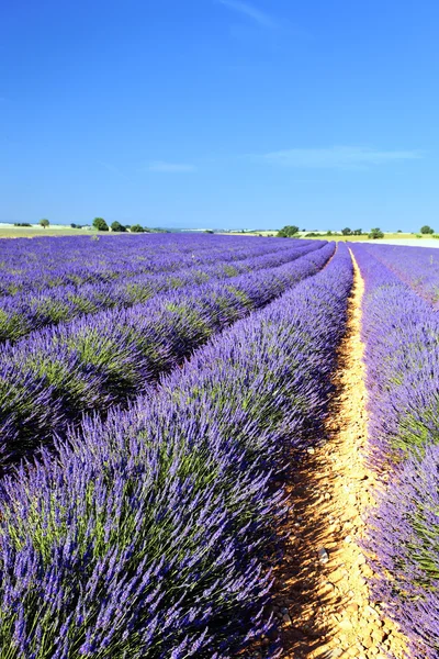 Lavendel i Frankrike — Stockfoto
