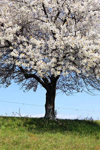 Beyaz bahar — Stok fotoğraf