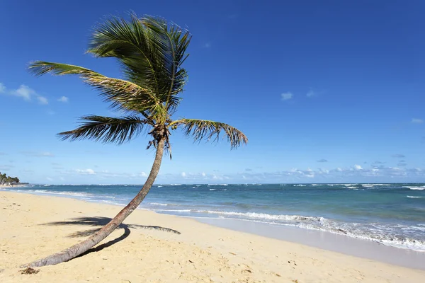 Kokosowy plaża — Zdjęcie stockowe