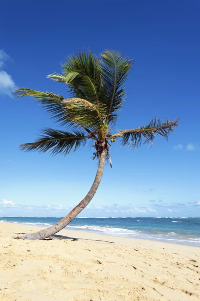 Вертикальное кокосовое дерево — стоковое фото