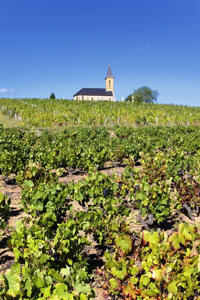 Franska vineyads — Stockfoto