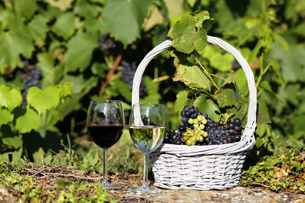 Víno zemědělství — Stock fotografie