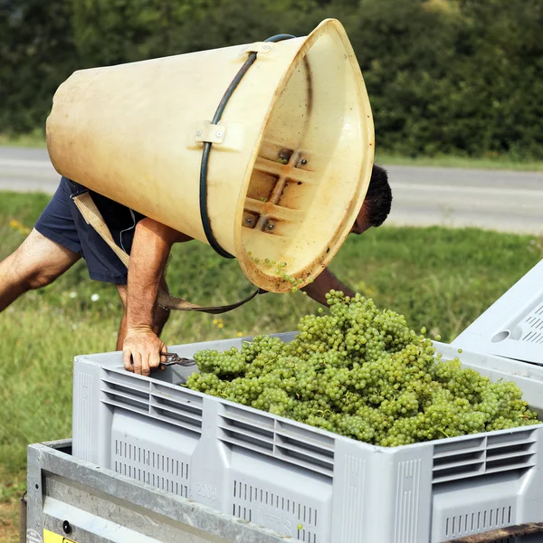 stock image Time for harvest