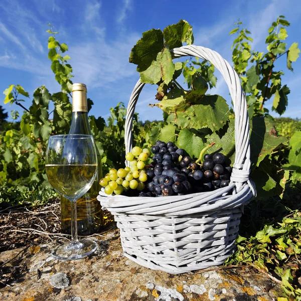 Beyaz şarap kare — Stok fotoğraf