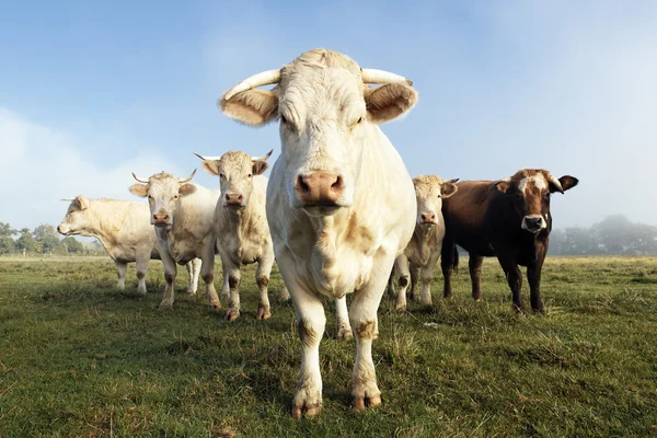 Cows familly — Stock Photo, Image
