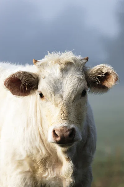 Witte koe in de mist — Stockfoto