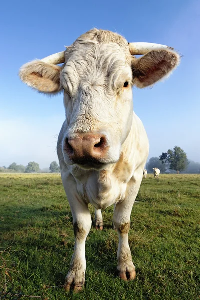 Mooie witte koe — Stockfoto