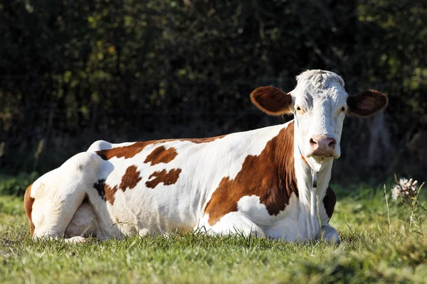 Vaca deitada — Fotografia de Stock