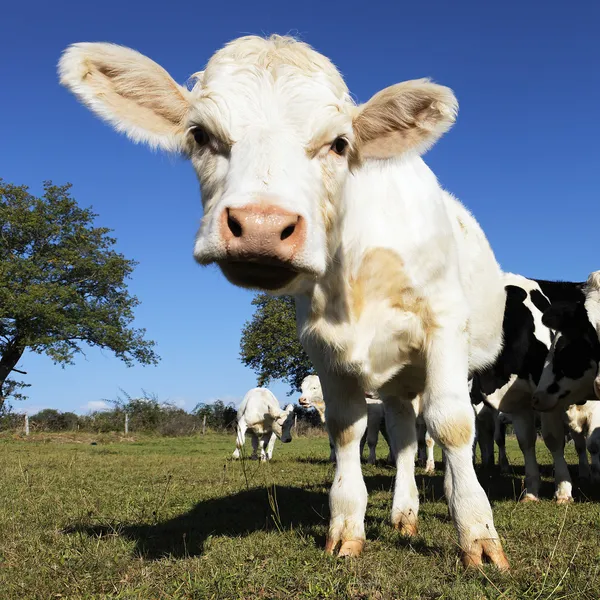 Quadrado da vitela — Fotografia de Stock