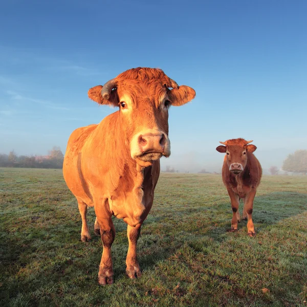 Lehmä ja vasikka — kuvapankkivalokuva