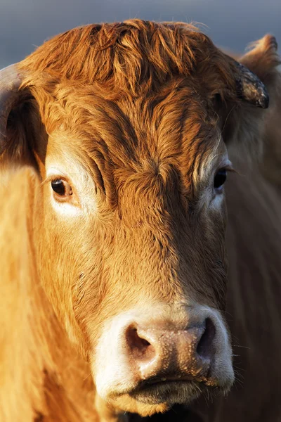 Head shot of brown cow — Stock Photo, Image
