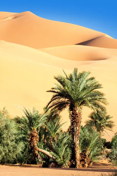 Oásis no deserto — Fotografia de Stock