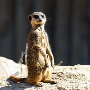 meerkat sabah ışık